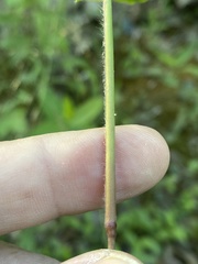 Dichanthelium polyanthes