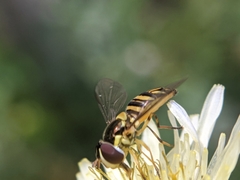 Allograpta obliqua
