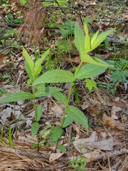 Eupatorium godfreyanum