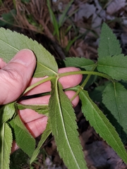 Eupatorium godfreyanum