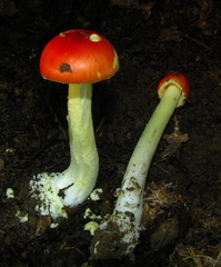 Amanita parcivolvata