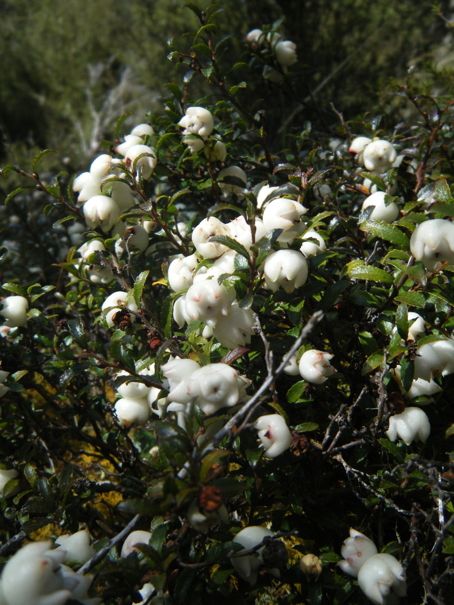 Image of Gaultheria depressa by (c) zanejg, some rights reserved (CC BY)