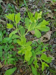 Baptisia australis aberrans
