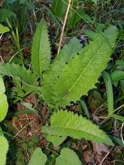 Parthenium auriculatum