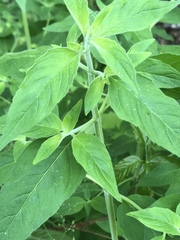 Pycnanthemum albescens
