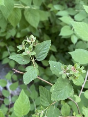 Neviusia alabamensis