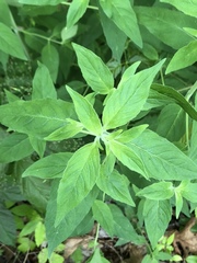 Pycnanthemum albescens