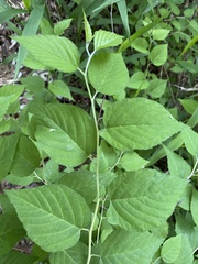 Neviusia alabamensis