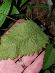 Parthenium auriculatum