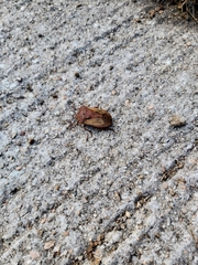 Chalcopis glandulosa