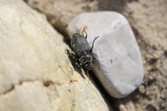 Licinus silphoides