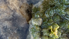 Nerita versicolor
