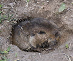 Ctenomys tucumanus