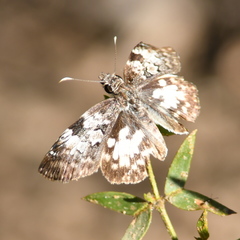 Chiomara asychis autander