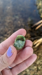 Nerita versicolor