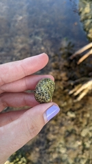 Nerita versicolor