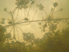 Ludwigia sedoides