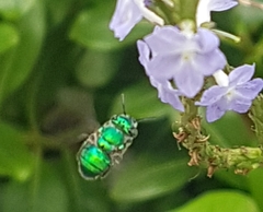 Euglossa