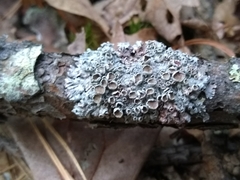 Imshaugia placorodia