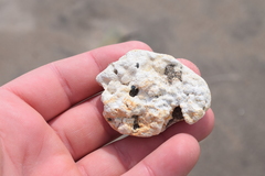 Lithothamnion glaciale