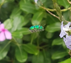Euglossa