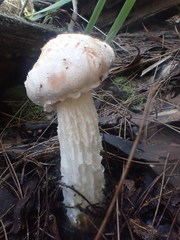 Austroboletus niveus