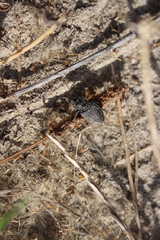 Licinus silphoides