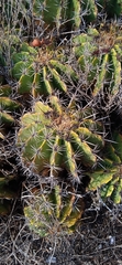Ferocactus flavovirens