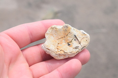 Lithothamnion glaciale