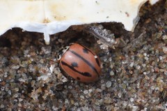 Mulsantina hudsonica