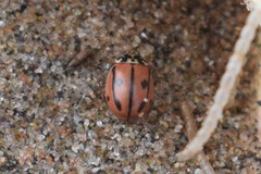 Mulsantina hudsonica