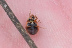 Mulsantina hudsonica