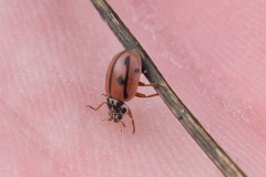 Mulsantina hudsonica