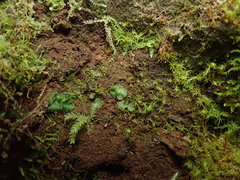 Asplenium trichomanes