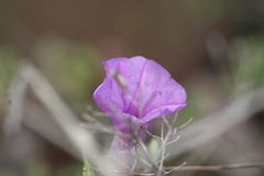 Ipomoea splendor-sylvae