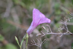 Ipomoea splendor-sylvae