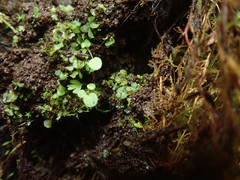 Asplenium trichomanes