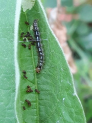 Rhectocraspeda periusalis