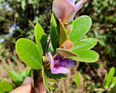 Periandra mediterranea