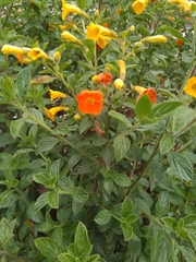 Streptosolen jamesonii