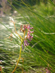 Cysticapnos cracca