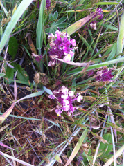 Triphysaria eriantha