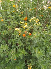 Streptosolen jamesonii