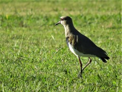 Vanellus chilensis