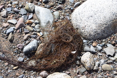 Desmarestia aculeata