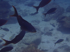 Cephalopholis colonus