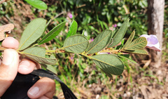 Periandra mediterranea