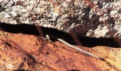 Platysaurus capensis