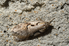 Semioscopis packardella