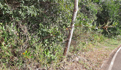 Periandra mediterranea